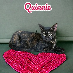 Thumbnail photo of Quinnie #3