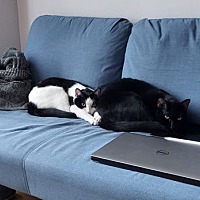 adopt a pet