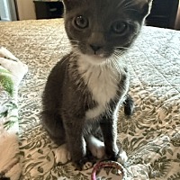 adopt a pet