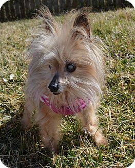 chinese crested mixed with yorkie