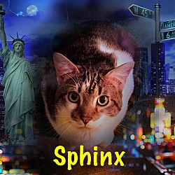 Thumbnail photo of Sphnix #1