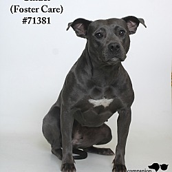 Thumbnail photo of Cinder  (Foster Care) #3