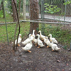 Thumbnail photo of Pekin Ducks(2) #4