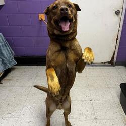 Photo of Rufus