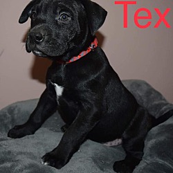 Thumbnail photo of Tex #2