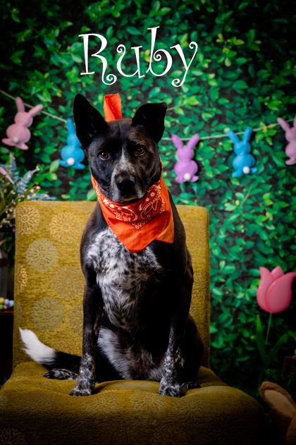 North Myrtle Beach, Sc - Australian Cattle Dog Mixed Breed (medium 