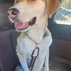 Photo of Nova
