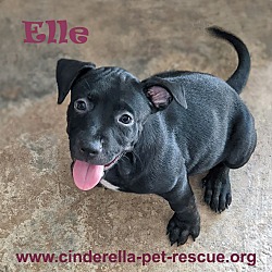 Thumbnail photo of Elle #4