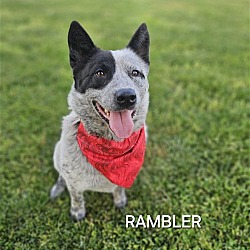 Photo of Rambler
