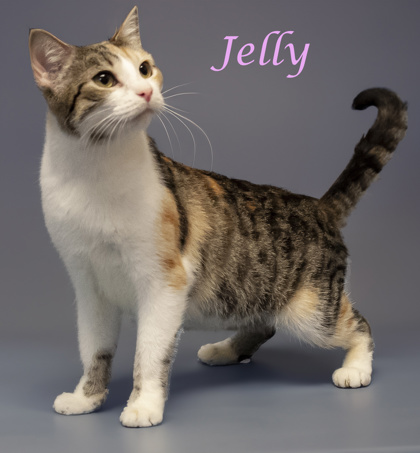 Thumbnail photo of Jelly #3
