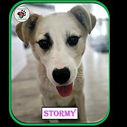 Photo of Stormy