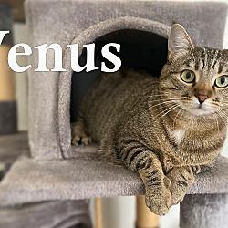 Photo of Venus