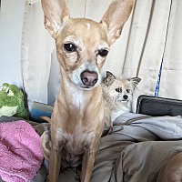 adopt a pet
