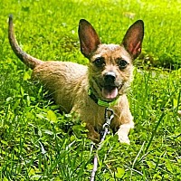 adopt a pet