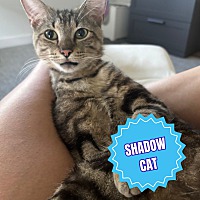 adopt a pet