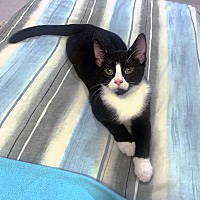 adopt a pet
