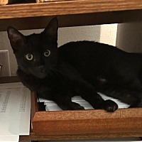 adopt a pet