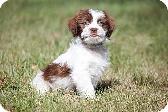 brittany spaniel poodle