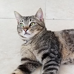 Photo of Achilles