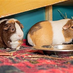 Thumbnail photo of Bashful, Dopey & Sleepy #2