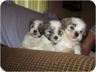 Worcester Ma Shih Tzu Meet 3 Male Pups A Pet For Adoption