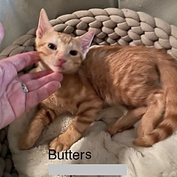 Photo of Butters 24