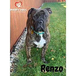 Thumbnail photo of Renzo #3