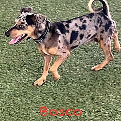 Thumbnail photo of Bosco #3