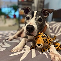 adopt a pet