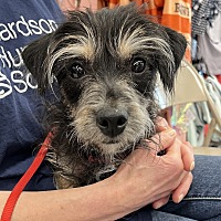 adopt a pet