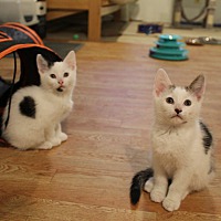 adopt a pet