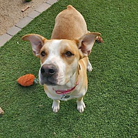 adopt-pet