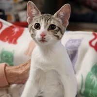 adopt-pet