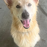 adopt a pet