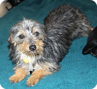 Temecula Ca Dachshund Meet Bobbie Sox I M A Dorkie A Pet For