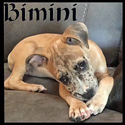 Thumbnail photo of Bimini #1