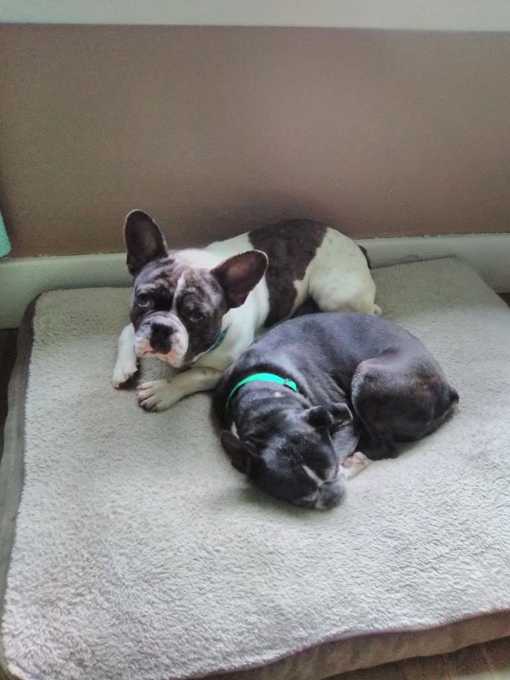 merlin french bulldog for sale