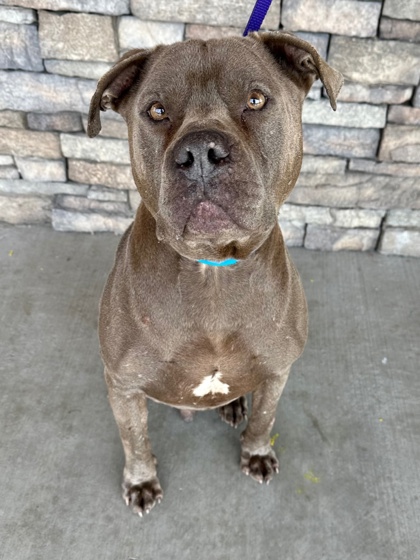 Yakima, WA - American Pit Bull Terrier. Meet Don Teredo a Pet for ...