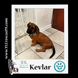 Photo of Kevlar (The Massetts) 091623