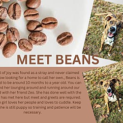 Photo of Beans