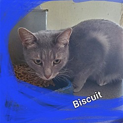 Thumbnail photo of Biscuit #3