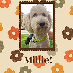 Thumbnail photo of Millie #1