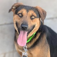 adopt a pet