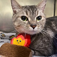 adopt a pet