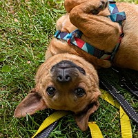 adopt a pet