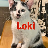 adopt a pet