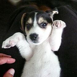 Thumbnail photo of Oreo-Adoption Pending #2