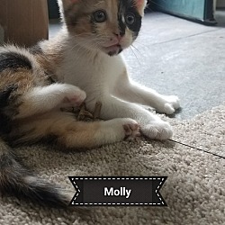 Thumbnail photo of MOLLY #1