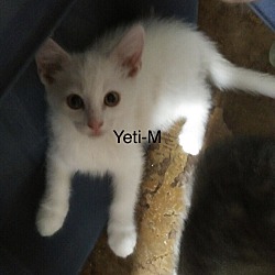 Photo of Yeti
