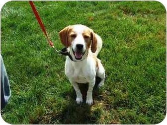 brittany beagle puppies for sale